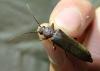 Arhopalus sp.